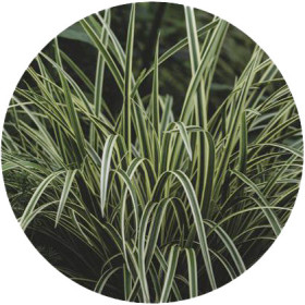 Carex+%26lsquo%3BFeather+Falls%26rsquo%3B+%28Carex+Oshimensis%29