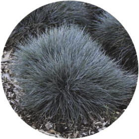 Blue+Fescue+%28Festuca+Glauca%29