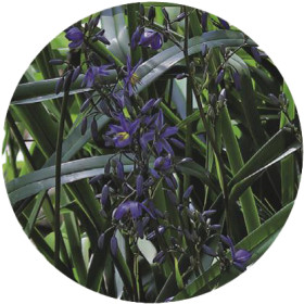 Dianella+%28Dianella+Caerulea%29