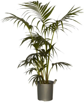 Kentia-Palm-Howea-Forsteriana on sale