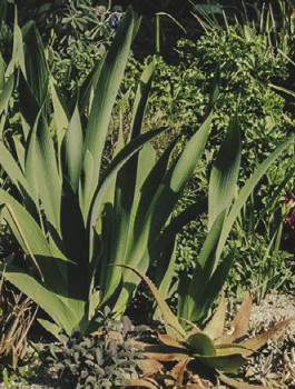 Aloe-Aloe-Andreas-Orange on sale