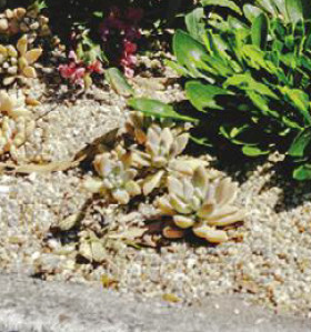 Hens-and-Chicks-Sempervivum-Spp on sale