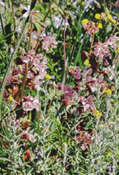 Stonecrop-Sedum-Spurious-Chocolate-Mound on sale