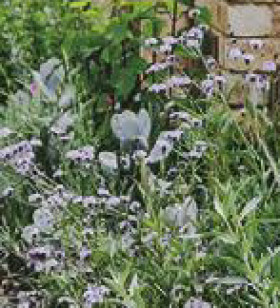 Beach-Aster-Erigeron-Glaucus-Wayne-Roderick on sale