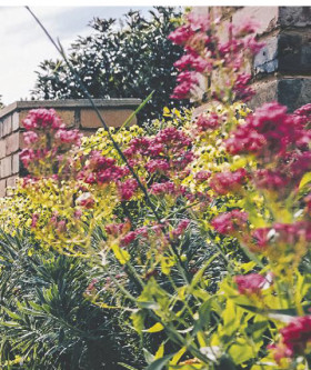 Rice-Flower-Pimelea-Ferruginea-Magenta-Mist on sale