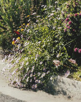 Seaside-Daisy-Erigeron-Karvinskianus-La-Pink on sale