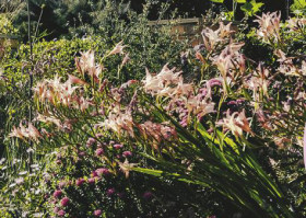 Species-Gladiolus-Gladioli-Salmoneus on sale