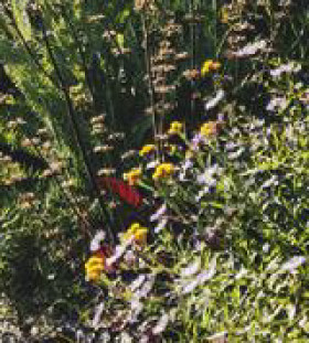 Yarrow-Achillea-Coronation-Gold-Grasses on sale