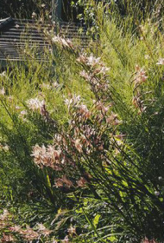 Kangaroo-Grass-Themeda-Triandra on sale