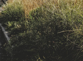 Switchgrass-Panicum-Virgatum-Blue-Steel on sale
