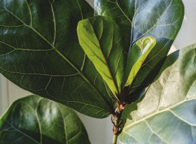 Fiddle+Leaf+Fig+%28Ficus+Lyrata%29