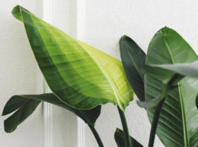 Giant-Bird-of-Paradise-Strelitzia-Nicolai on sale