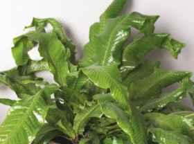 Crocodile+Fern+%28Microsorum+Musifolium%29