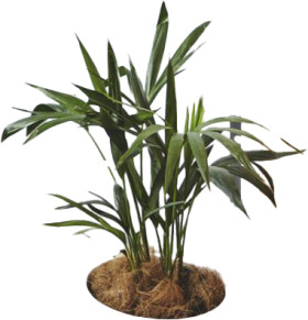 Kentia+140mm+Succulent+Plant