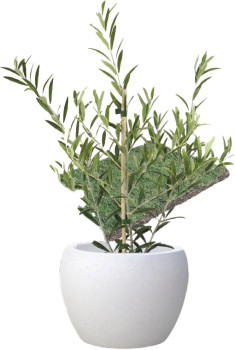Garden-Harvest-Olive-Tree on sale