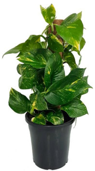 180mm+Devil%26rsquo%3Bs+Ivy+%28Epipremnum+Auruem%29