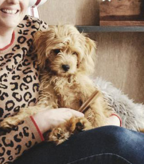 Luna+the+Cavoodle