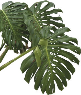 Fruit+Salad+Plant+%28Monstera+Deliciosa%29