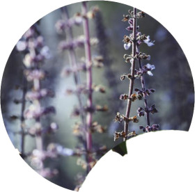 Bush-Basil on sale