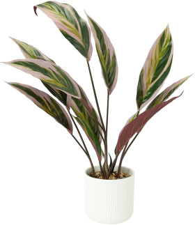 Artificial-Stromanthe-Plant-in-Linear-Pot on sale