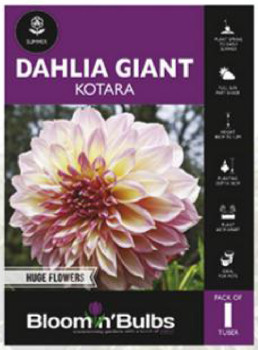 Bloomin-Bulbs-Dahlia-Kotara-Tuber on sale