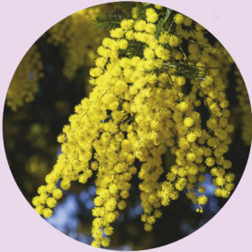 Acacia+%28Acacia+Spp.%29