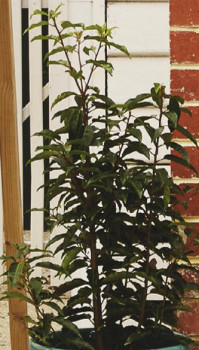 Portugal+Laurel+%28Prunus+Iusitanica%29
