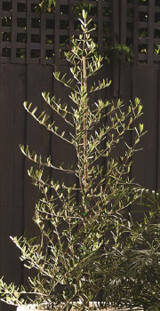 Tolley%26rsquo%3Bs+Upright%26rsquo%3B+Olive+Tree+%28Olea+Europaea%29