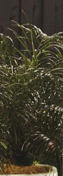 Dwarf-Date-Palm-Phoenix-Roebelenii on sale