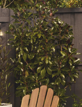 Leptospermum-Starry-Night-Leptospermum-Obovatum on sale