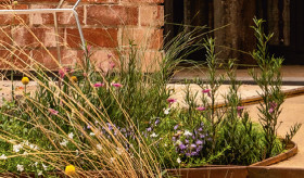 Silverwood-Rosemary-Rosmarinus-Hybrid on sale