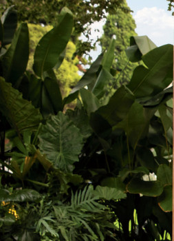 Giant-Bird-of-Paradise-Strelitzia-Nicolai on sale