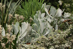 Kalanchoe-Silver-Spoons-Kalanchoe-Hildebrandtii on sale