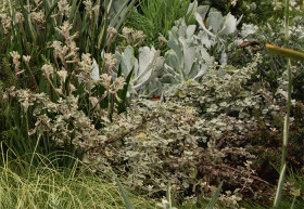 Kangaroo-Paw-Bush-Diamond-Anigozanthos on sale