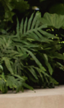Blue-Star-Fern-Phlebodium-Aureum on sale