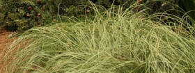 Blue+Fescue+%28Festuca+Glauca%29