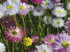 Annual+Everlasting+%28Rhodanthe+Chlorocephala+Subsp.+Rosea%29