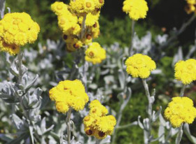 Common-Everlasting-Chrysocephalum-Apiculatum on sale