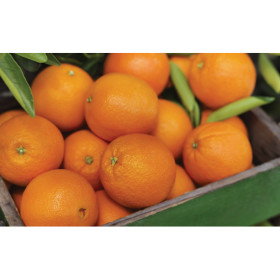 Australian-Navel-Oranges on sale