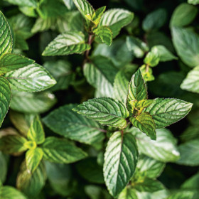 Chocolate+Mint+%28Menta+x+Piperita+%26rsquo%3BChocolate%26rsquo%3B%29
