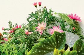 Marguerite-Daisy on sale