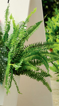 Boston-Montana-Fern-Nephrolepis-Exaltata on sale