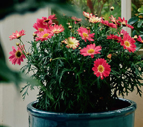 Camellia-Camellia-sasanqua-With-Love on sale