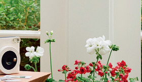 Geranium-Pelargonium-x-Hortorum-Big-White on sale