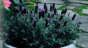 Lavender+%28Lavandula+%26lsquo%3BBig+Night%26rsquo%3B%29