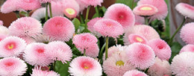 English-Daisy-Bellis-Perennis-Pomponette on sale