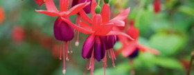 Fuchsia-Fuchsia-Red-Shadows on sale
