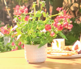 Nemesia-in-Northcote-Pottery-Numi-95cm-X-8cm-Ceramic-Extra-Small-Pot-in-White on sale