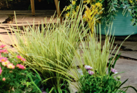 Lomandra-Lomandra-White-Sands on sale