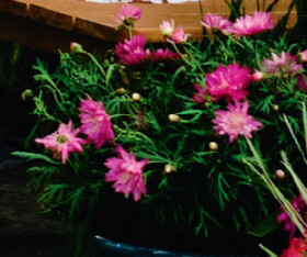 Carnation+%28Dianthus+Caryophyllus+%26lsquo%3BBig+Night%26rsquo%3B%29